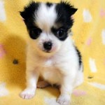 No.334 ロングコートチワワ　女の子♀　9月22日生まれ