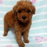 No.335 トイプードル　男の子♂　9月7日生まれ