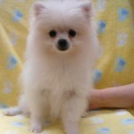 No.337  ポメラニアン　男の子♂　5月20日生まれ