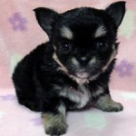 No.338  ロングコートチワワ　男の子♂　11月4日生まれ