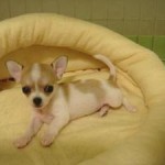 No.33 スムースチワワ　女の子♀　6月5日生まれ