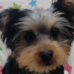 No.340  ヨークシャーテリア　女の子♀　9月16日生まれ