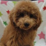 No.341 トイプードル　女の子♀　7月14日生まれ