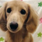 No.342  ミニチュアダックスフンド　男の子♂　6月29日生まれ