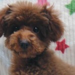 No.343 トイプードル　女の子♀　9月7日生まれ