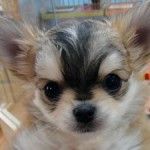 No.344 ロングコートチワワ　女の子♀　11月4日生まれ