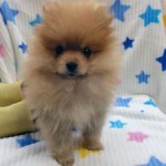 No.345 ポメラニアン　男の子♂　10月30日生まれ