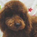 No.346  トイプードル　女の子♀　7月14日生まれ