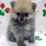No.347  ポメラニアン　女の子♀　12月11日生まれ