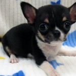 No.348  スムースコートチワワ　男の子♂　11月21日生まれ