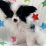 No.349  パピヨン　男の子♂　9月12日生まれ