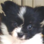 No.34 パピヨン　女の子♀　4月12日生まれ