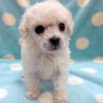 No.351 トイプードル　男の子♂　1月8日生まれ