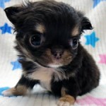 No.353  ロングコートチワワ　女の子♀　1月12日生まれ 