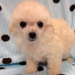 No.354  トイプードル　男の子♂　1月8日生まれ