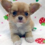 No.356 ロングコートチワワ　女の子♀　1月25日生まれ