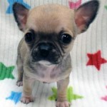 No.357  スムースコートチワワ　男の子♂　1月28日生まれ