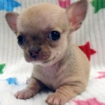 No.358  スムースコートチワワ　女の子♀　1月28日生まれ