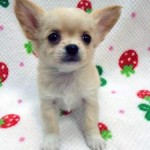 No.359  ロングコートチワワ　男の子♂　1月25日生まれ