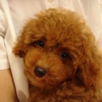 No.35 トイプードル　男の子♂　5月31日生まれ