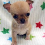No.360  スムースコートチワワ　男の子♂　1月28日生まれ