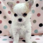 No.361  ロングコートチワワ　女の子♀　1月25日生まれ