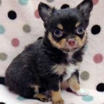 No.364  ロングコートチワワ　男の子♂　1月25日生まれ