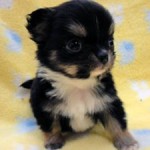 No.365  ロングコートチワワ　女の子♀　2月14日生まれ