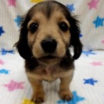 No.366 ミニチュアダックスフンド　男の子♂　2月17日生まれ