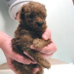 No.367 トイプードル　男の子♂　3月9日生まれ 