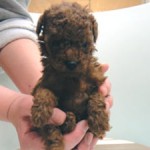No.368  トイプードル　男の子♂　3月9日生まれ