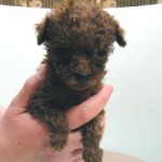 No.369  トイプードル　女の子♀　3月9日生まれ