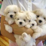 No.36 マルチーズ　全員　8月3日生まれ