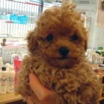 No.37 トイプードル　女の子♀　8月15日生まれ