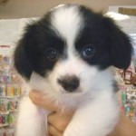 No.38 パピヨン　男の子♂　8月14日生まれ