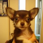 No.39 ロングコートチワワ　女の子♀　7月4日生まれ