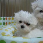 No.3 マルチーズ　女の子♀　2月16日生まれ