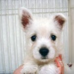 No.40 ウエスティ　女の子♀　8月16日生まれ