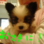 No.41 パピヨン　女の子♀　9月14日生まれ