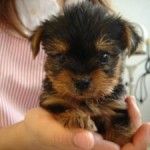 No.42 ヨークシャーテリア　女の子♀　8月28日生まれ