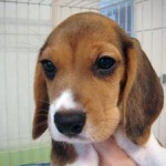 No.43 ビーグル　男の子♂　7月20日生まれ