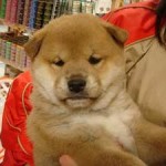 No.46 柴犬　女の子♀　10月31日生まれ