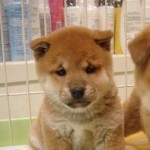 No.47 柴犬　女の子♀　10月31日生まれ