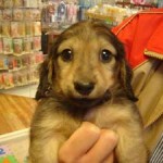 No.49 ミニチュアダックスフンド　男の子♂　11月3日生まれ