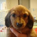 No.50 ミニチュアダックスフンド　女の子♀　11月3日生まれ