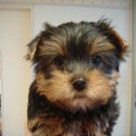 No.51 ヨークシャーテリア　女の子♀　10月18日生まれ