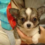 No.52 ロングコートチワワ　男の子♂　10月8日生まれ