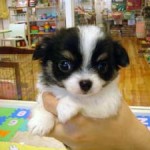 No.54 ロングコートチワワ　男の子♂　8月15日生まれ
