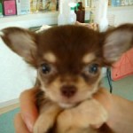 No.55 ロングコートチワワ　男の子♂　7月4日生まれ