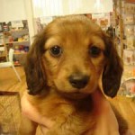 No.56 ミニチュアダックスフンド　女の子♀　11月3日生まれ